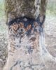 Black Fire Original – Goudron attractif sanglier - Vue 5