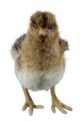 Peluche bécasse - Vue 1