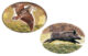 Stickers animaliers - Vue principale
