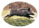 Stickers animaliers - Vue 2