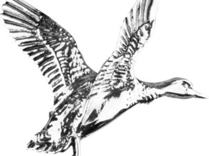Pin's Jack Pyke - Canard
