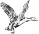 Pin’s Jack Pyke – Canard - Vue principale
