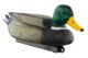 Appelant colvert mâle - Vue principale