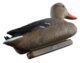 Appelant colvert femelle - Vue 1