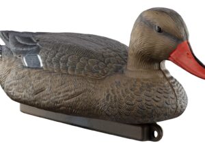 Appelant colvert femelle