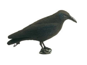 Appelant corbeau