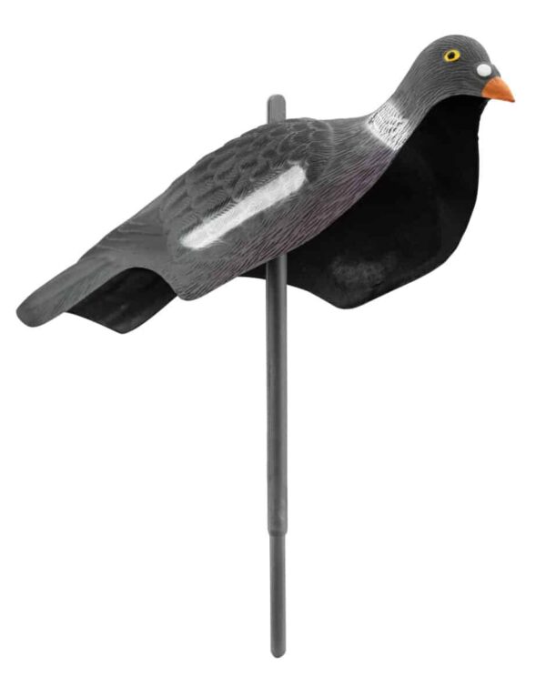 Appelant pigeon anglais – Image 2
