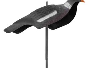 Appelant pigeon anglais