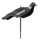 Appelant pigeon anglais - Vue principale