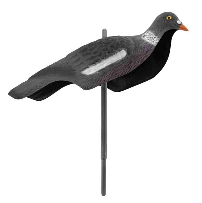 Appelant pigeon anglais - Vue principale
