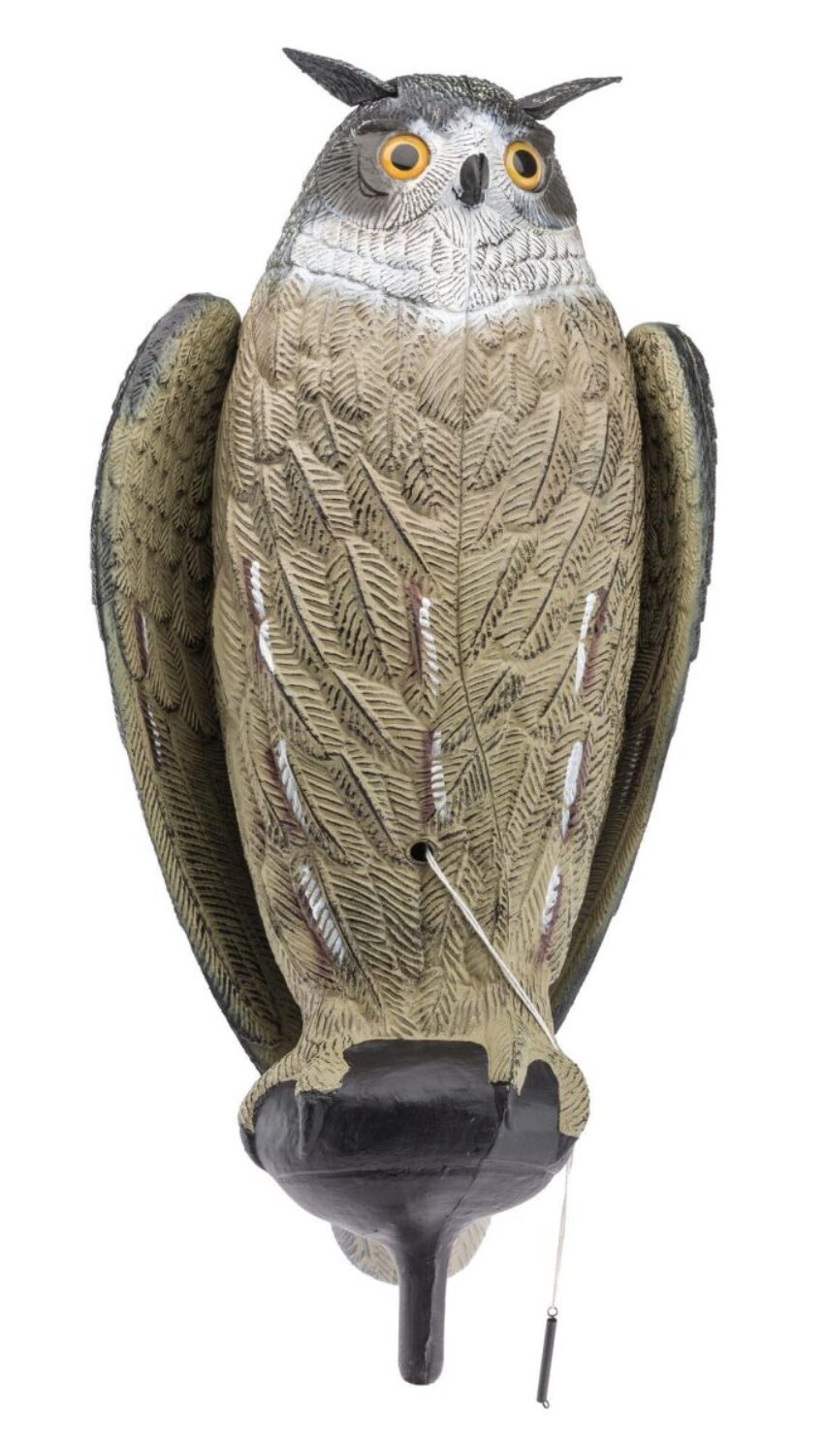 Appelant Grand Duc ailes battantes - Vue principale