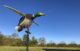 Appelant électronique canard ailes tournantes - Vue 2