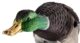 Appelant électronique canard ailes tournantes - Vue 3