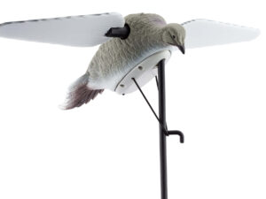 Appelant tourterelles ailes tournantes