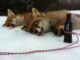 Appeau renard – Nordik Predator - Vue 4