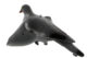 Appelant pigeon ailes tournantes - Vue 1