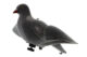 Appelant pigeon ailes tournantes - Vue principale