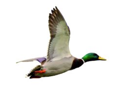 AUTOCOLLANT COULEUR COLVERT A4 DECOUPE A LA FORME