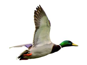 AUTOCOLLANT COULEUR COLVERT A4 DECOUPE A LA FORME