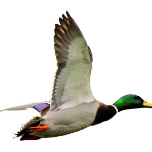 AUTOCOLLANT COULEUR COLVERT A4 DECOUPE A LA FORME