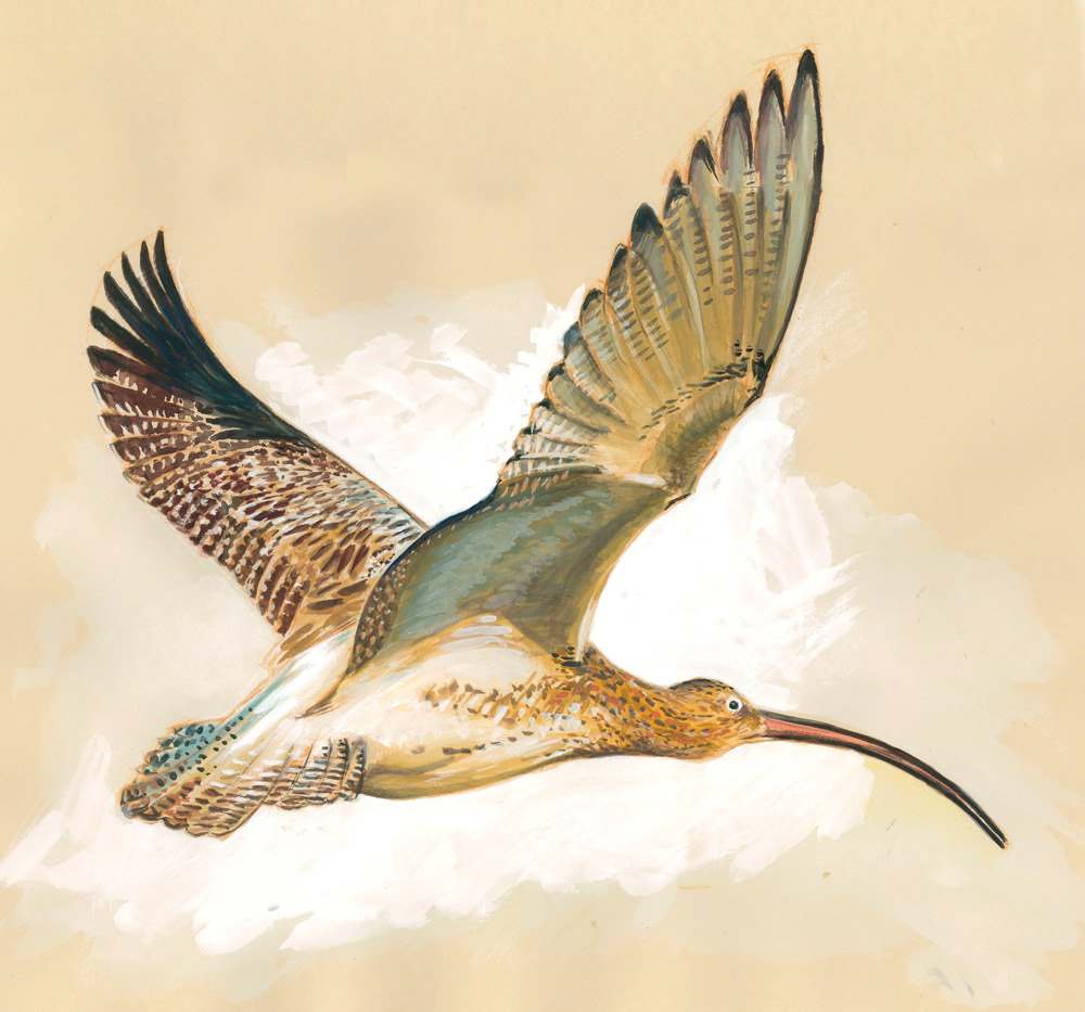 Illustration d'un oiseau à long bec en vol du Marais du Cotentin et du Bessin